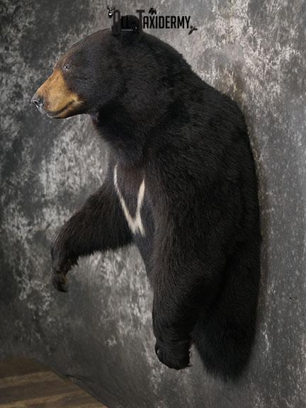 XXL Half body Black bear taxidermy mount SKU 2270 - Image 8