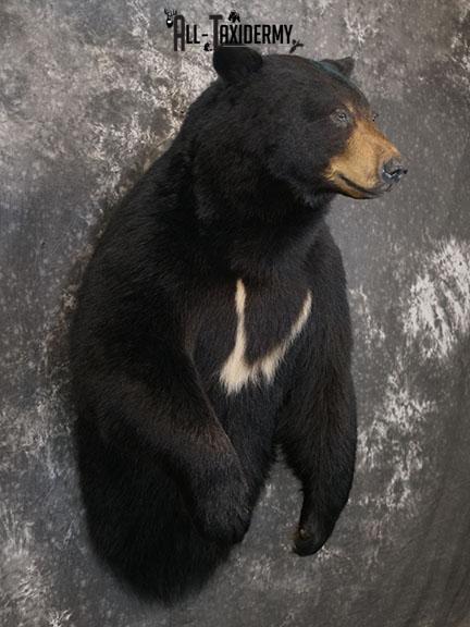 XXL Half body Black bear taxidermy mount SKU 2270 - Image 7