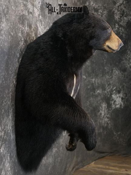 XXL Half body Black bear taxidermy mount SKU 2270 - Image 6