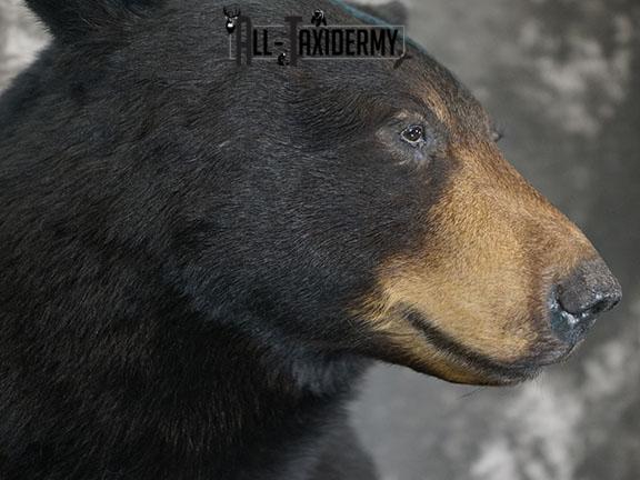 XXL Half body Black bear taxidermy mount SKU 2270 - Image 5