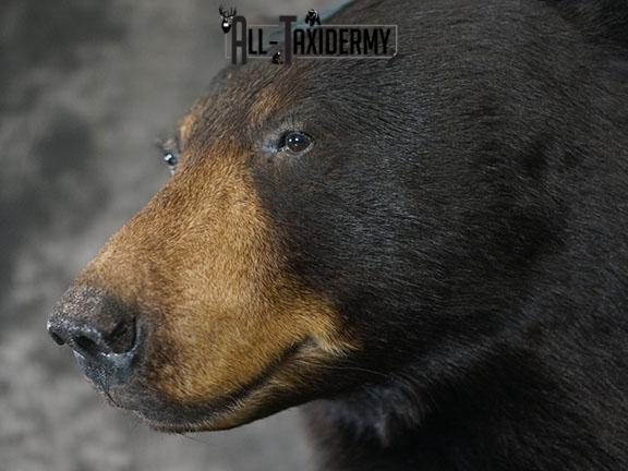 XXL Half body Black bear taxidermy mount SKU 2270 - Image 4