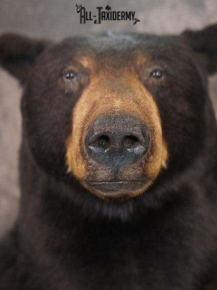 XXL Half body Black bear taxidermy mount SKU 2270 - Image 3