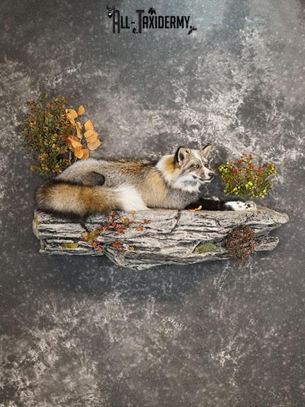 Cross Fox taxidermy mount SKU 2260