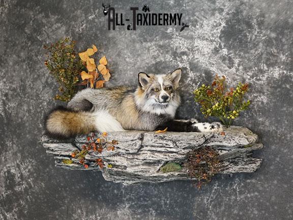 Cross Fox taxidermy mount SKU 2260 - Image 2