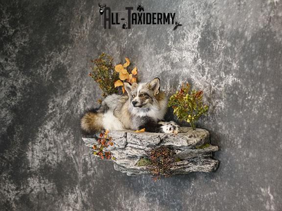 Cross Fox taxidermy mount SKU 2260 - Image 5