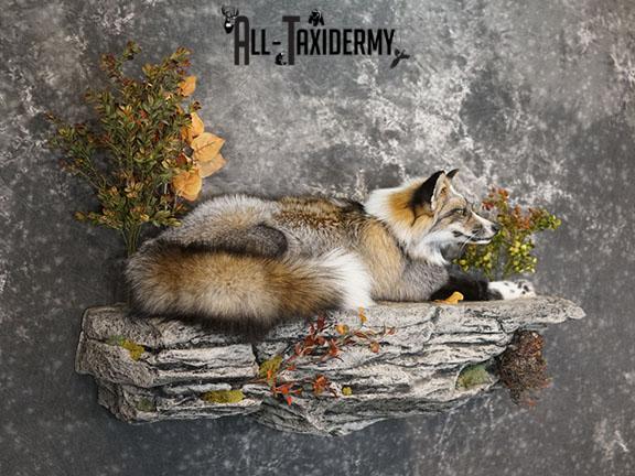 Cross Fox taxidermy mount SKU 2260 - Image 4