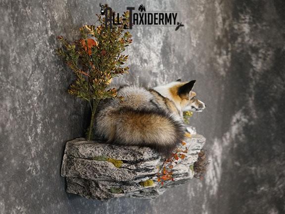 Cross Fox taxidermy mount SKU 2260 - Image 3