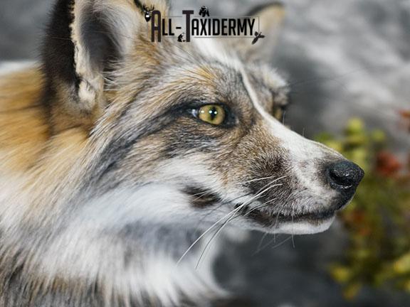 Cross Fox taxidermy mount SKU 2260 - Image 8