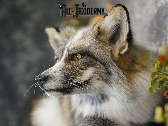 Cross Fox taxidermy mount SKU 2260 - Image 7