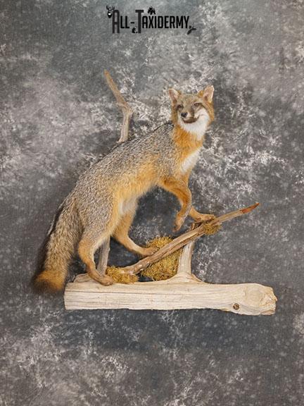 Grey Fox taxidermy mount SKU 2259