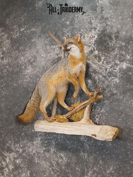Grey Fox taxidermy mount SKU 2259 - Image 2