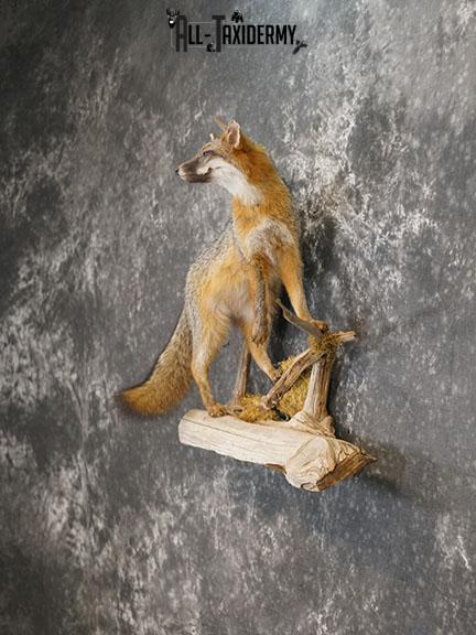 Grey Fox taxidermy mount SKU 2259 - Image 7