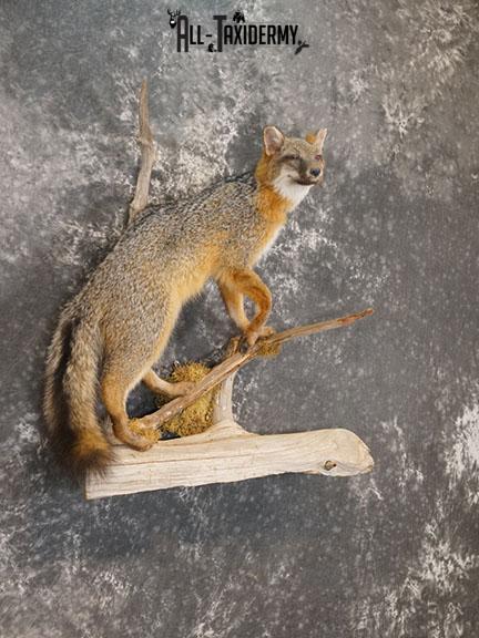 Grey Fox taxidermy mount SKU 2259 - Image 6