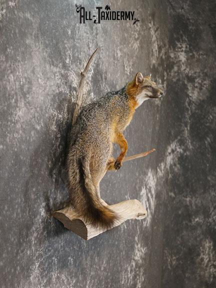 Grey Fox taxidermy mount SKU 2259 - Image 5