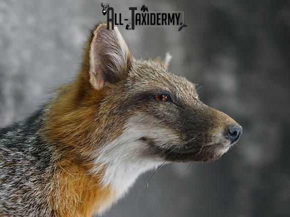 Grey Fox taxidermy mount SKU 2259 - Image 4
