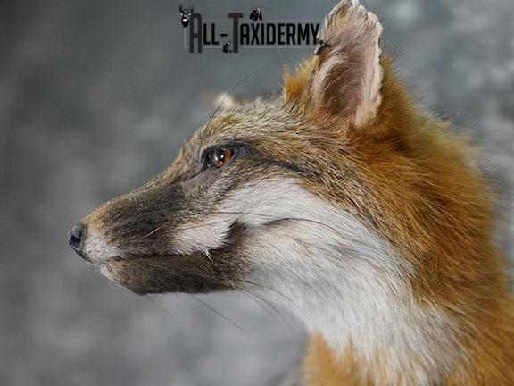 Grey Fox taxidermy mount SKU 2259 - Image 3