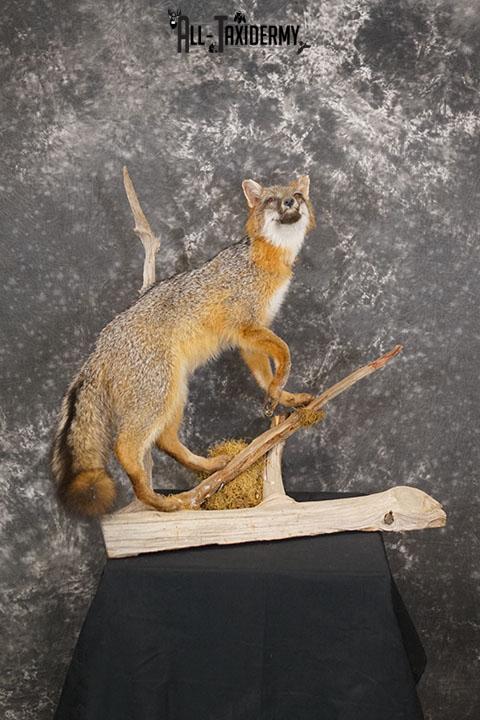 Grey Fox taxidermy mount SKU 2259 - Image 8