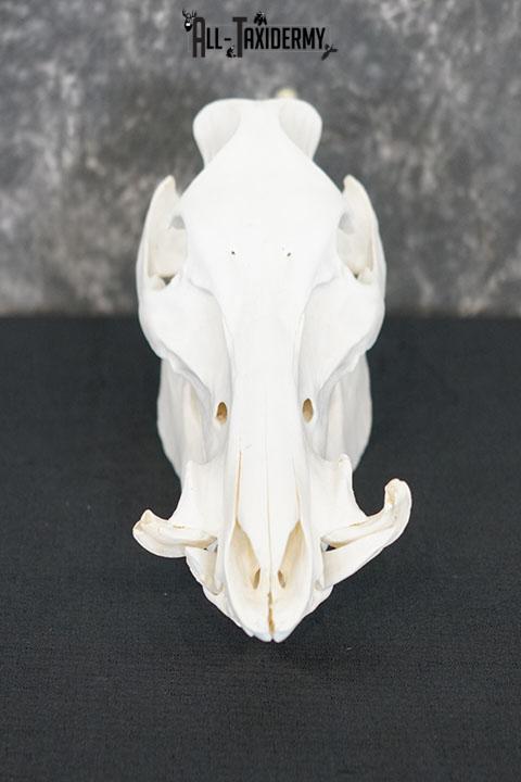 Boar taxidermy skull SKU 2252