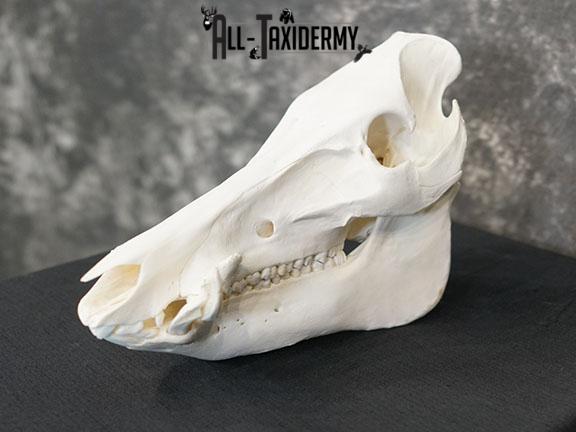 Boar taxidermy skull SKU 2252 - Image 5