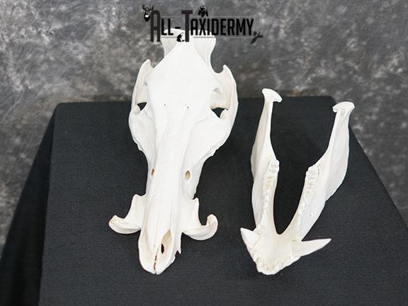 Boar taxidermy skull SKU 2252 - Image 3