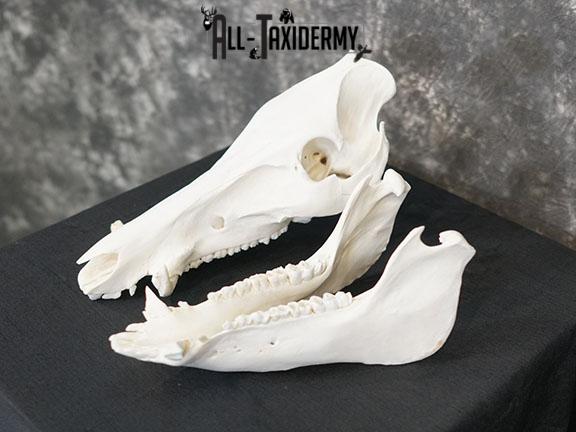 Boar taxidermy skull SKU 2252 - Image 2