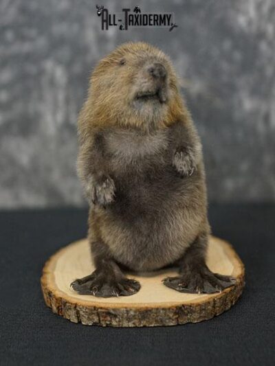 Baby Beaver taxidermy mount SKU 2263