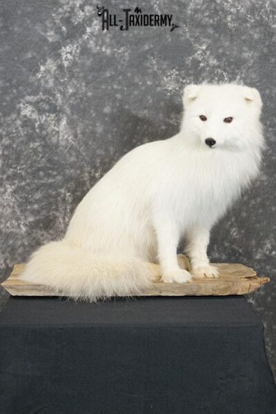 Arctic Fox Taxidermy Mount SKU 2280
