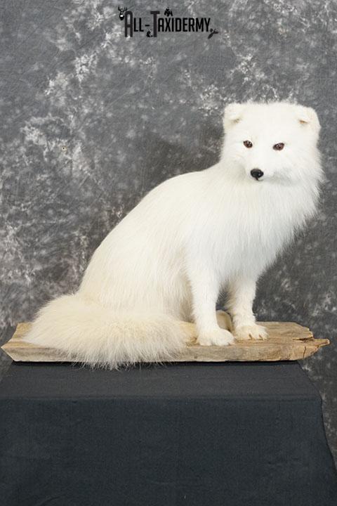 Arctic Fox Taxidermy Mount SKU 2280