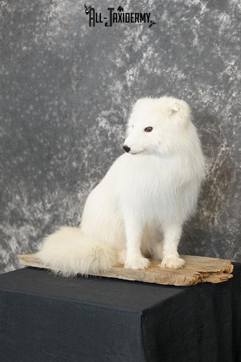 Arctic Fox Taxidermy Mount SKU 2280 - Image 2