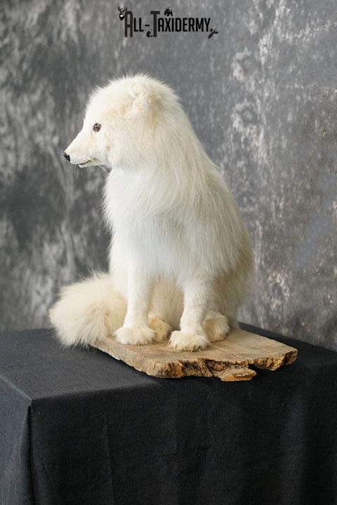 Arctic Fox Taxidermy Mount SKU 2280 - Image 7