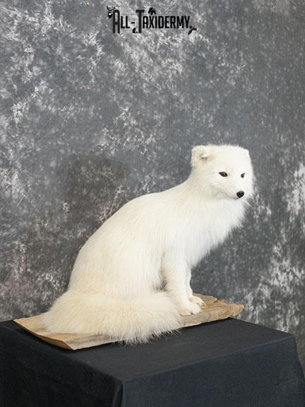 Arctic Fox Taxidermy Mount SKU 2280 - Image 6