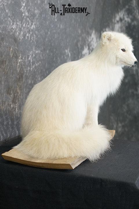 Arctic Fox Taxidermy Mount SKU 2280 - Image 5
