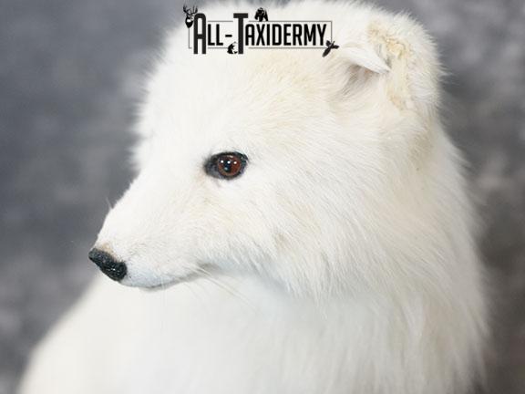 Arctic Fox Taxidermy Mount SKU 2280 - Image 4