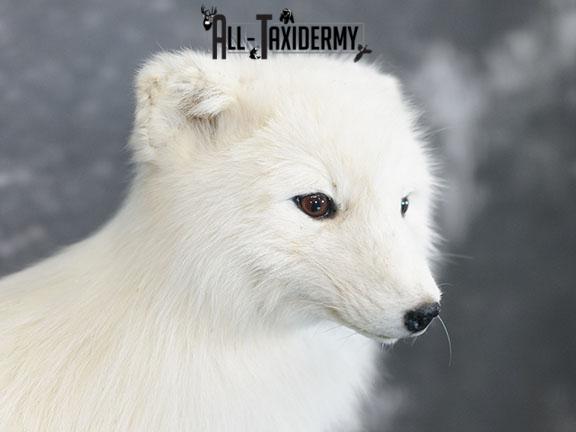 Arctic Fox Taxidermy Mount SKU 2280 - Image 3