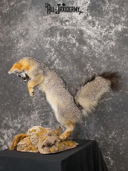 Grey Fox Hunting Taxidermy Mount SKU 2278 - Image 2