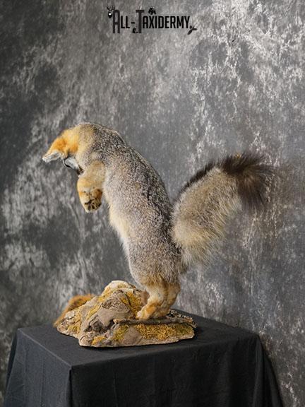 Grey Fox Hunting Taxidermy Mount SKU 2278 - Image 5