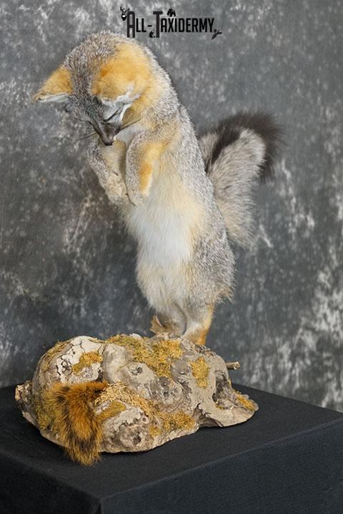 Grey Fox Hunting Taxidermy Mount SKU 2278 - Image 4