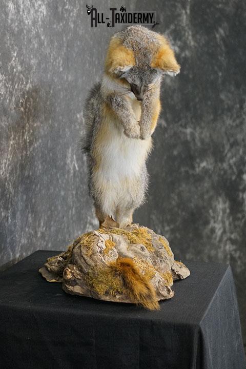 Grey Fox Hunting Taxidermy Mount SKU 2278 - Image 3