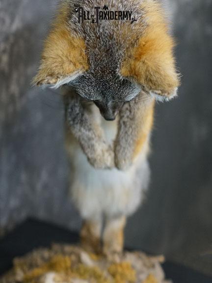 Grey Fox Hunting Taxidermy Mount SKU 2278 - Image 9