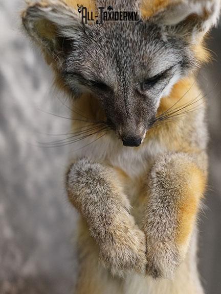 Grey Fox Hunting Taxidermy Mount SKU 2278 - Image 8