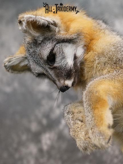 Grey Fox Hunting Taxidermy Mount SKU 2278 - Image 7