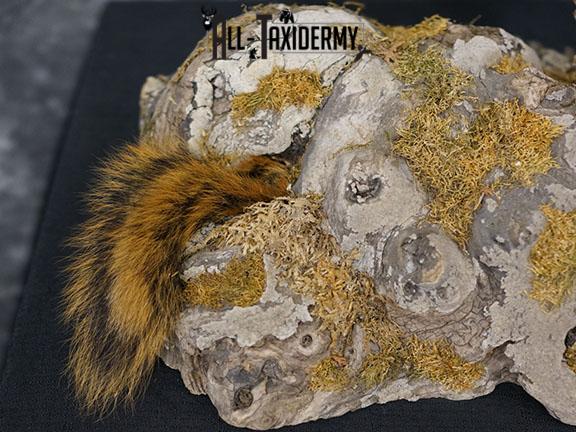 Grey Fox Hunting Taxidermy Mount SKU 2278 - Image 6