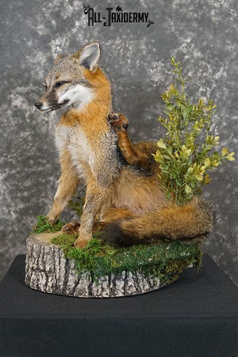 Grey fox taxidermy mount SKU 2272