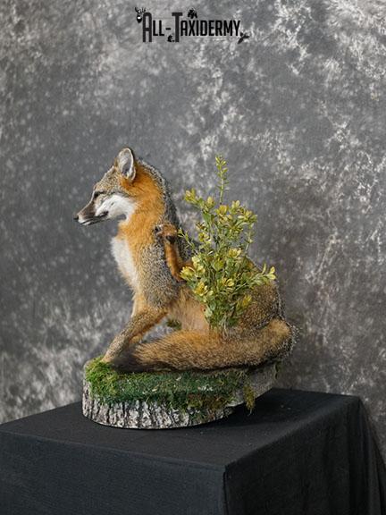 Grey fox taxidermy mount SKU 2272 - Image 2