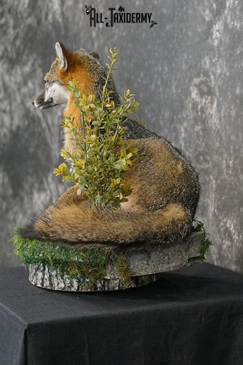Grey fox taxidermy mount SKU 2272 - Image 7