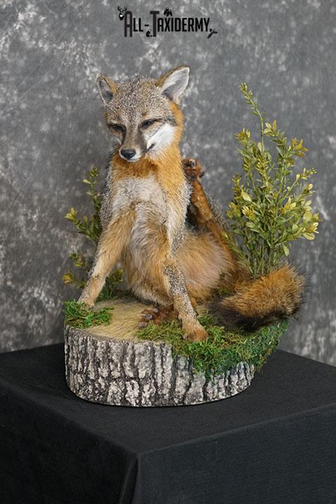 Grey fox taxidermy mount SKU 2272 - Image 6