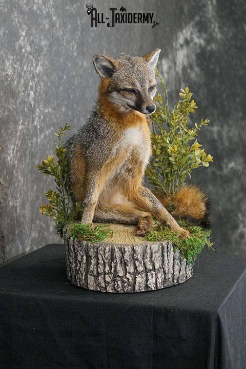 Grey fox taxidermy mount SKU 2272 - Image 5