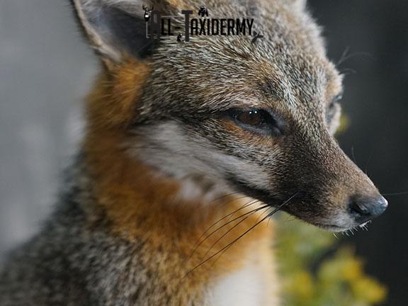 Grey fox taxidermy mount SKU 2272 - Image 4