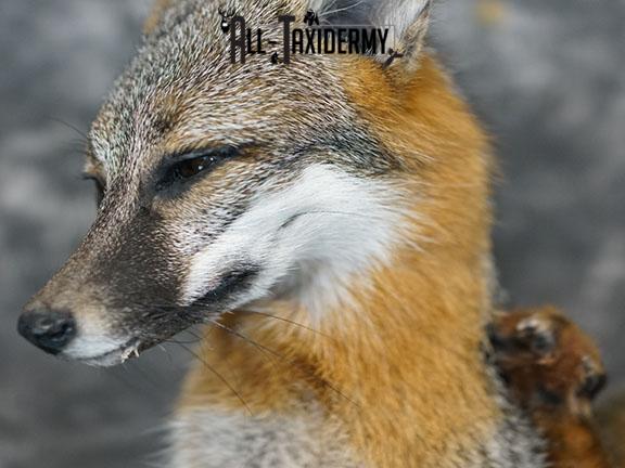 Grey fox taxidermy mount SKU 2272 - Image 3