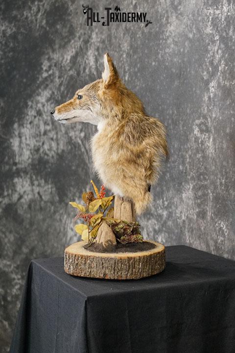 Coyote pedestal taxidermy shoulder mount SKU 2271 - Image 8